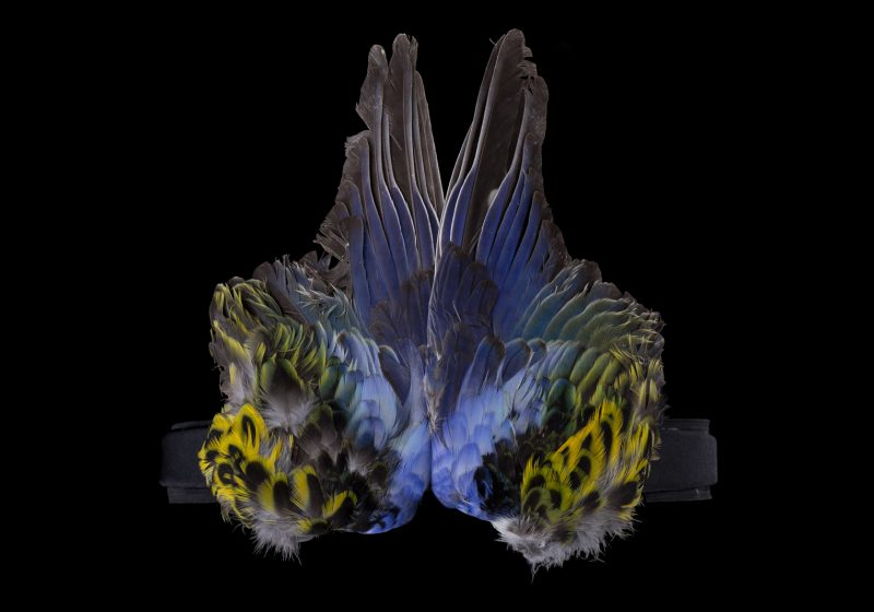 A Headdress Of Two Rosella Parrot Feathered Wings Attached To A Black Elasticated Headband