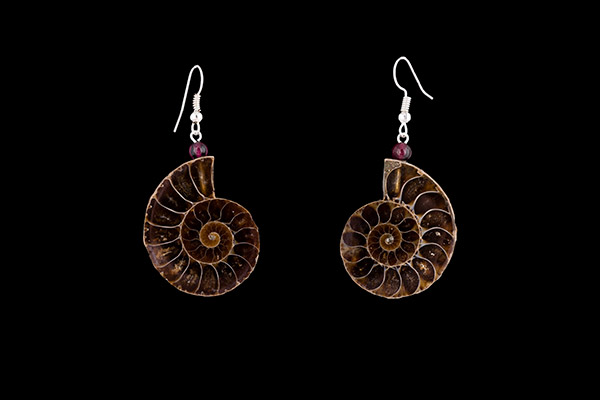 A Pair Of Madagascar Dark Brown Ammonite Earrings Each With A Garnet Small Round Bead At The Top